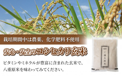 【令和8年産 新米】八重原産コシヒカリ 玄米「謙太郎米・極」（栽培期間中農薬・化学肥料不使用）お試し1kg【太陽と大地】