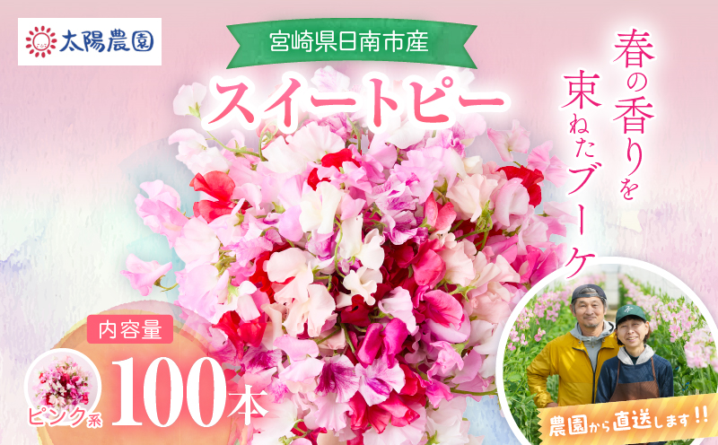 スイートピー 花束 100本 ピンク系 フラワー 期間限定 数量限定 生産者直送 新鮮 花 植物 観賞用 国産 インテリア用品 贈り物 ギフト プレゼント お祝い 誕生日 記念日 人気 おすすめ 癒し