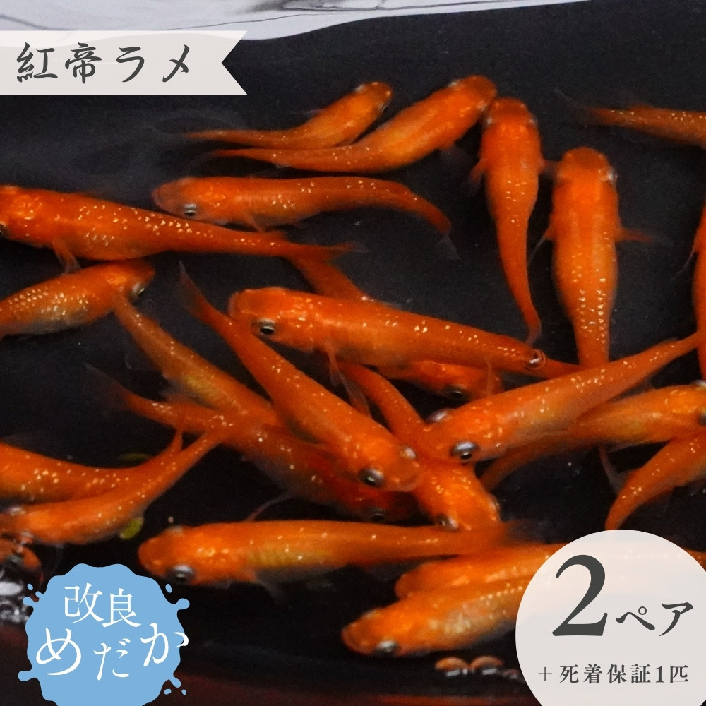 
            【紅帝ラメ】美しき 改良めだか （２ペア＋死着保証１匹） メダカ めだか めだか屋らん
          