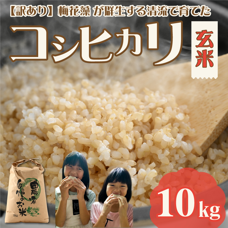 【先行予約】令和8年産 梅花藻が群生する清流で育てたコシヒカリ（玄米 10kg×1袋）※2026年9月下旬以降順次発送予定[B-040029]