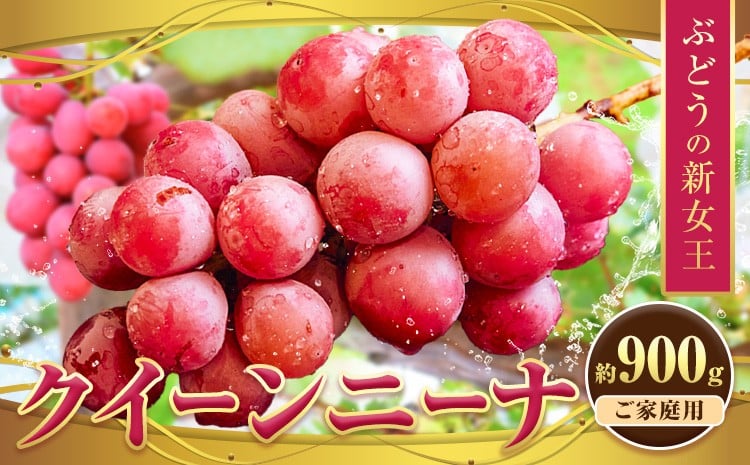 
            ぶどう【寄附額見直しました！】【先行予約】クイーンニーナ 約900g 株式会社シグマサポート《9月中旬-11月上旬頃出荷》三重県 東員町 ぶどう ブドウ フルーツ 果物 冷蔵 冷蔵便 クインニーナ 葡萄
          