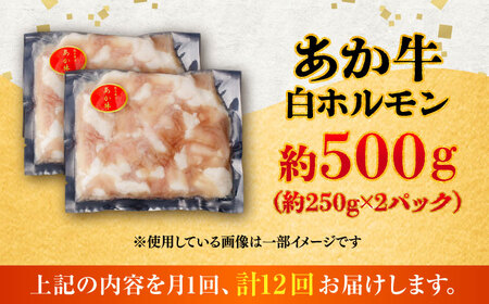【全12回定期便】あか牛 白 ホルモン 約500g (約250g×2P) / 牛肉 褐毛和種 ホルモン 肉 九州産 国産牛 熊本県産 小分け あかうし 鍋 焼肉【五右衛門フーズ】[BHCY012]