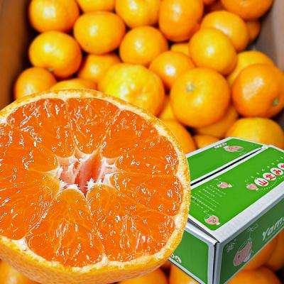 ふるさと納税 高知県 高知の果物定期便(冬〜春)【E06014】 |  | 01