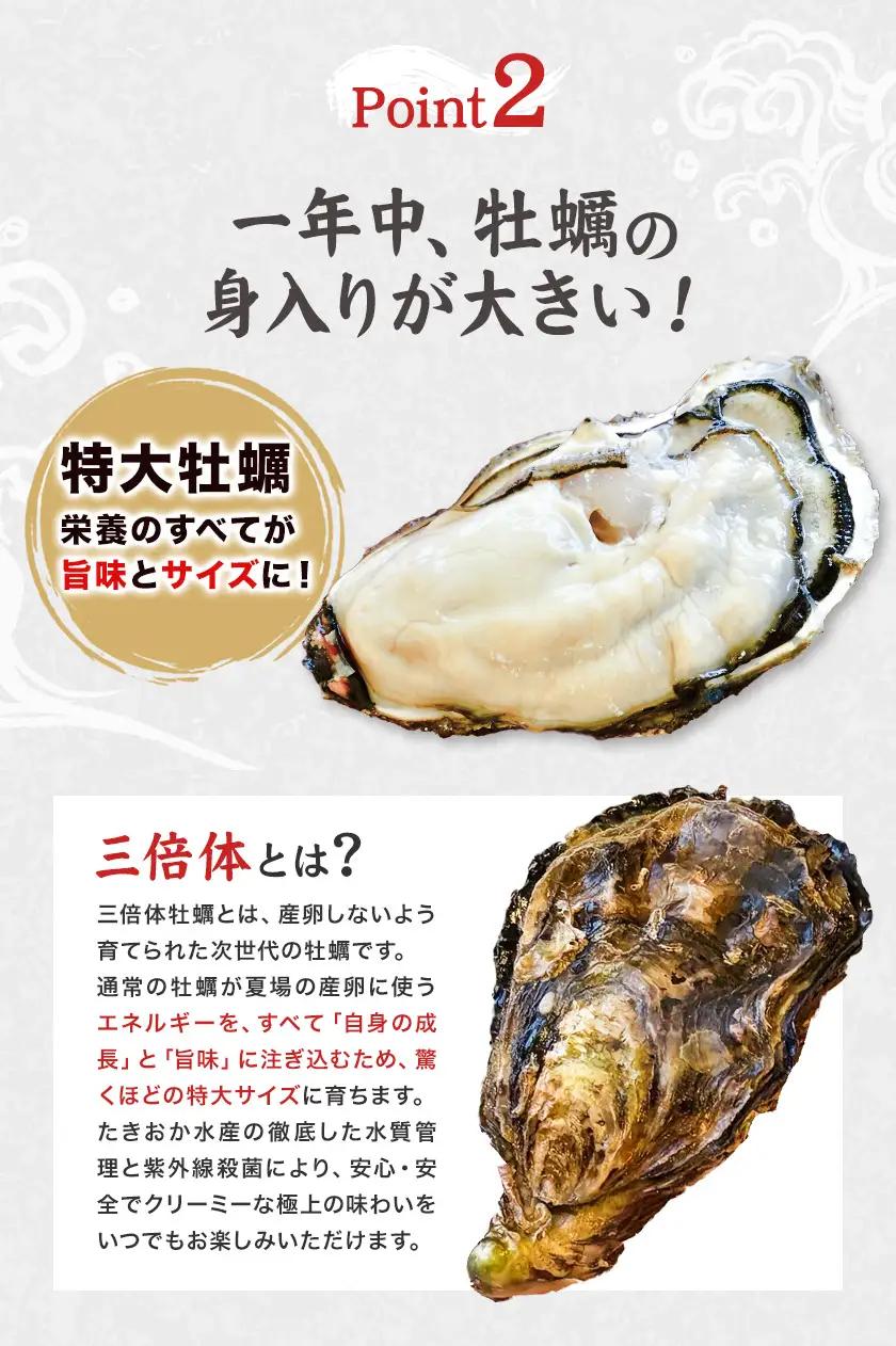 牡蠣 TAKIOKAプレミアム 三倍体 (加熱用) 15個 牡蠣