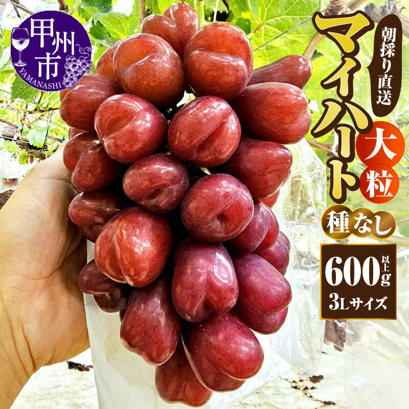【ふるさと納税】 マイハート ぶどう 種無し 大粒 600g以上 3Lサイズ 1房 果物 フルーツ 葡萄 赤ぶどう シャインマスカット系 甘い 朝採れ 産地直送 2025年発送 10月 発送 期間限定 数量限定 贈答 ギフト 山梨県 甲州市 （AF） 【B11-450】