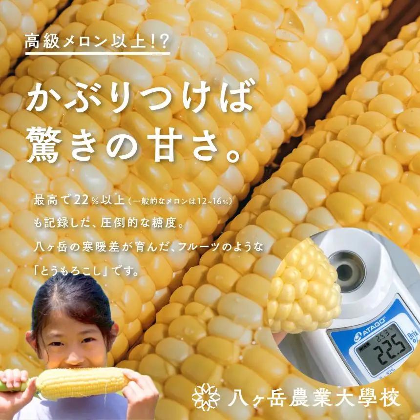 【訳あり】朝採れ 直送 フルーツのような甘さ『皮付き』生とうもろこし 10本【2026年8月上旬～発送】| 八ヶ岳農業大学校