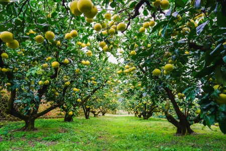 ポメロウォーター（1本 100ml）