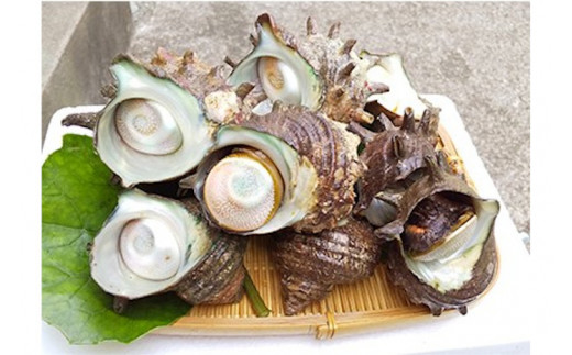 下田産 活きさざえ Hセット 1.6kg サザエ 生でお届け 刺身 つぼ焼き お造り おつまみ バーベキュー BBQ 国産 海鮮 料理 伊豆 下田 静岡 辻水産