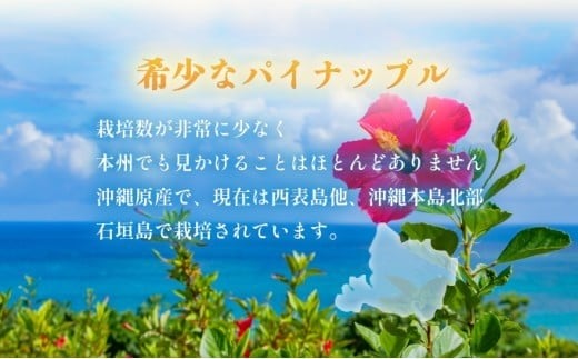 2026年 先行予約 西表島の完熟ピーチパイン 6kg (5～8玉)【嘉本商店 完熟 果物 フルーツ】お届け：5月中旬～6月中旬頃【042-a004】
