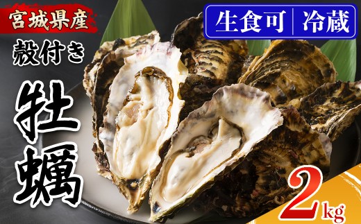 殻付き牡蠣（生食用）冷蔵 2kg 生牡蠣 宮城県産 牡蛎 牡蠣 カキ かき 生食 オイスター カキフライ 牡蠣鍋 海鮮 国産 魚貝類 バーベキュー BBQ 【カタクチ商店株式会社】ta730