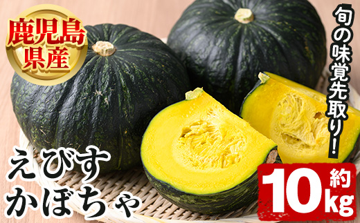 ＜2025年5月以降発送予定＞鹿児島県産 えびすかぼちゃ(約10kg) 国産 野菜 かぼちゃ カボチャ 南瓜 煮物 天ぷら バーベキュー BBQ スイーツ お菓子【松永青果】a-24-40-z