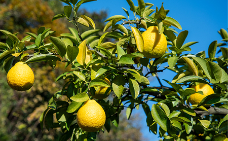 【四季のジャム】三宝柑 2個セット