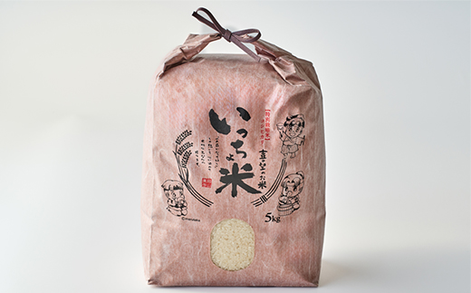 コシヒカリ　いっちょ米(5kg×2袋)【1536084】