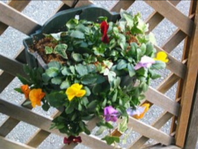 【先行予約】 花 育てる パンジー ビオラ ハンギング バスケット 寄せ植え 生花 自然 お花 植物 フラワー ガーデニング 壁掛け 贈り物 静岡県 藤枝市 2025年11月中旬より発送開始 オンライ