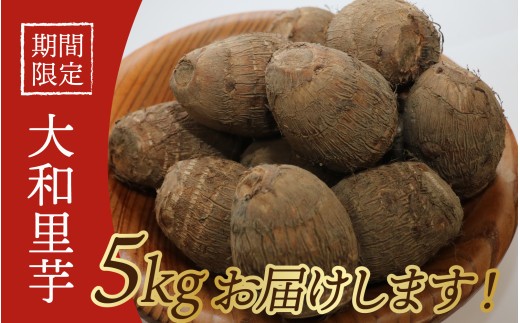 
                  【先行予約】さといも 大和里芋（やまと）5kg【2026年11月中旬より順次発送予定】 | 野菜 芋 イモ 根菜 いも 煮物 旬 味覚 秋
                
