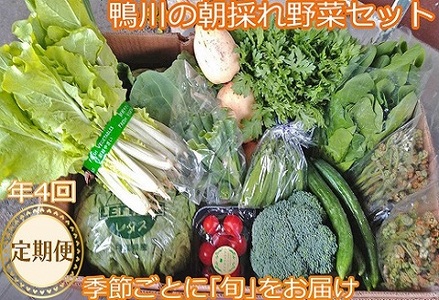 【年４回定期便】鴨川の朝採れ野菜･｢旬｣を味わうセット [0040-0004]