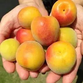 【ご褒美梅】山森農園の 梅干し「魔法の梅」 300g×1 【塩分約12％】 土と水にこだわっています 贈答にも / 紀州梅干し 田辺梅干し 紀州南高梅 和歌山 田辺市 こだわり梅干し ミネラル水 梅 