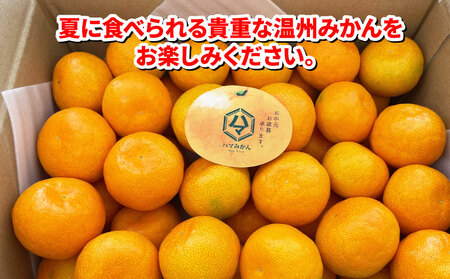 温室みかん 2kg 家庭用 2024年 7月発送 ハマみかん 温州みかん 温室蜜柑 ハウス栽培 ハウスみかん みかん 果物 くだもの フルーツ 柑橘 蜜柑 農家直送 産地直送 数量限定 国産 愛媛 宇