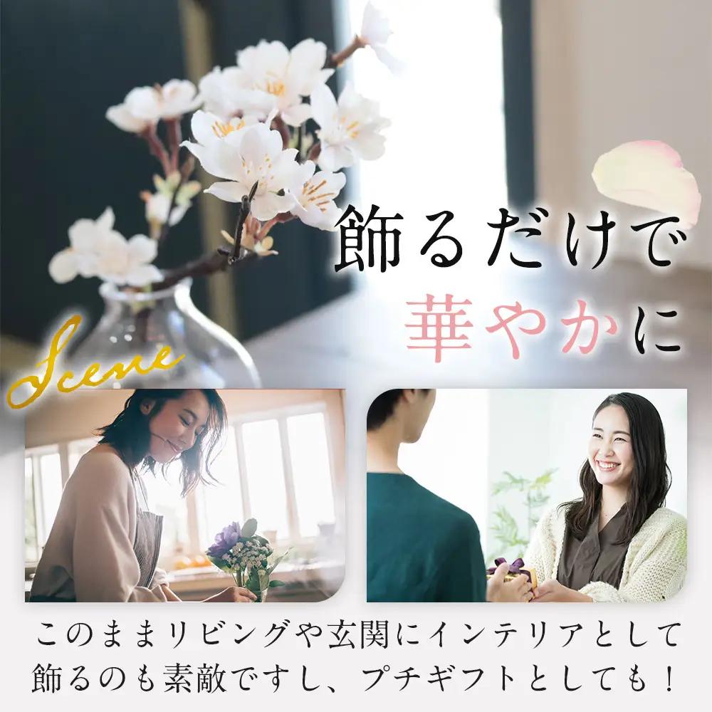 新春　淡雪桜　さくら　魔法の水　マジカルウォーター『淡雪』