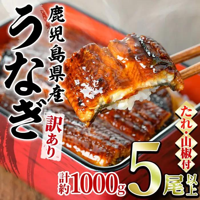 【ふるなびWEEK対象】＜訳あり＞東串良町 うなぎ 蒲焼 (無頭)(5尾以上・計約1kg・タレ、山椒付) 高級 ウナギ 鰻 国産 たれ 鹿児島 ふるさと 人気【アクアおおすみ】【0244366a】