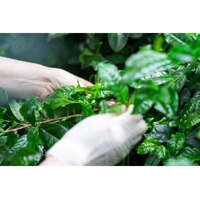 ふるさと納税 京田辺市 ＜産地直送＞京都宇治抹茶　奥西緑芳園の特撰ほうじ茶(茎ほうじ茶)200g袋入り2袋 |  | 03