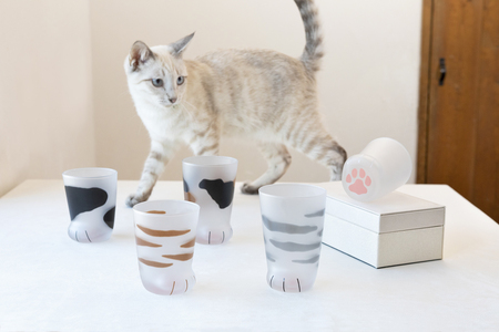 coconeco ここねこ 子猫グラス 2個セット (サバトラ・ミケ)｜猫 ネコ ねこ 肉球 にくきゅう 動物 かわいい コップ カップ グラス 食器 アデリア 石塚硝子 [0756]