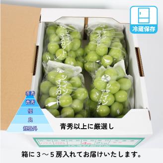 シャインマスカット 約2kg ( 3～5 房 ) 青秀 以上 冷蔵 愛媛県産 松山 伊台
