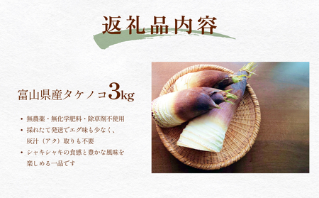 富山県産 旬の 天然 タケノコ 3kg 朝掘り 採れたて発送 ＜農薬・化学肥料・除草剤不使用＞ 富山県 氷見市 筍 たけのこ 朝掘り 産地直送