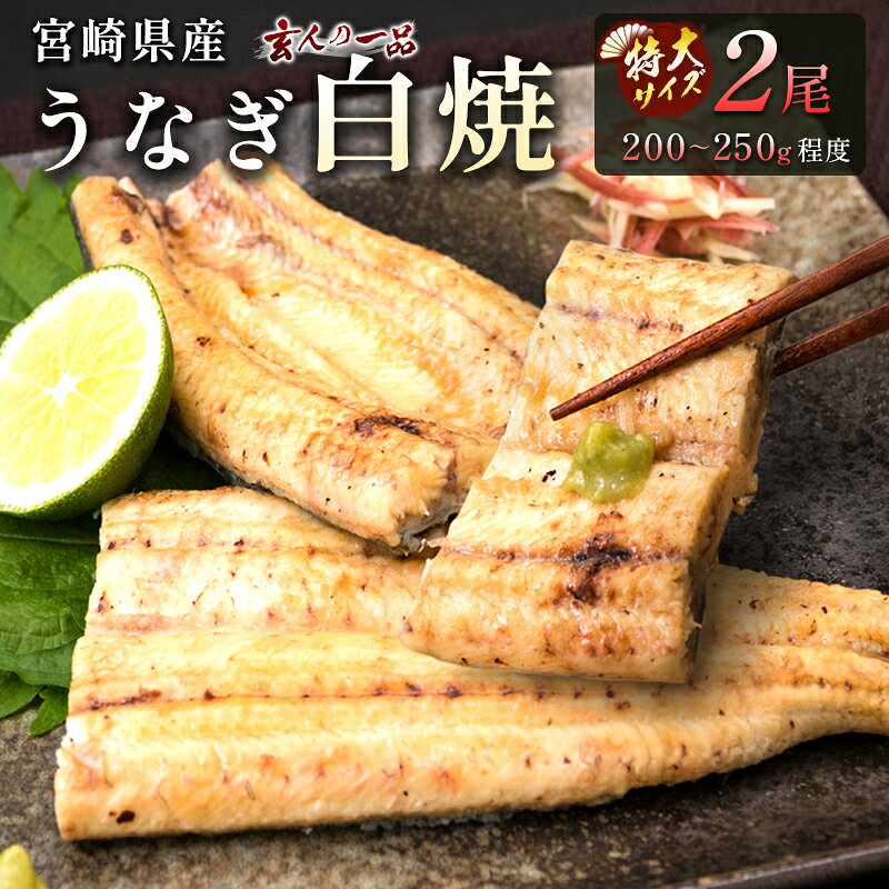 【ふるさと納税】数量限定［玄人の一品］うなぎ白焼き 特大2尾（200～250g程度/1尾）計400g以上 宮崎県産鰻 化粧箱入り 蒲焼タレ付（50ml×1本）2週間以内出荷