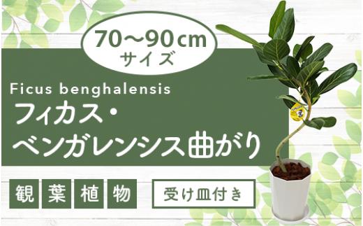 
【観葉植物】フィカス・ベンガレンシス曲がり70cm～90cm(鎌ヶ迫園芸場/014-1466)観葉植物 植物 鉢付 インテリア 室内 オフィス おしゃれ プレゼント ギフト 開店祝い 移転祝い マイナスイオン【配送不可地域：北海道・沖縄県・離島】
