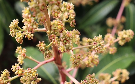 【2024年発送】完熟直送！本永さんの久米島マンゴー1kg ◆秀品◆