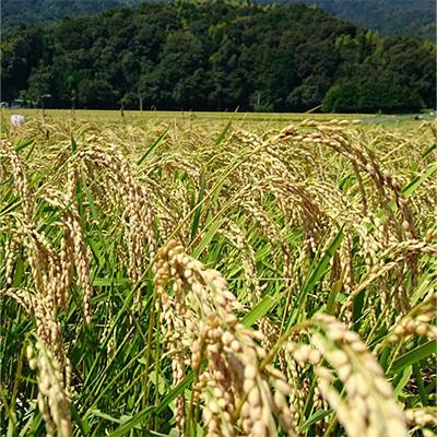 ふるさと納税 宮津市 【令和7年産】【新米/産地直送】特別栽培米 宮津産丹後コシヒカリ「つやっ娘」5kg |  | 02