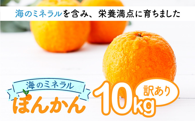 
【先行予約】ポンカン 海のミネラルをたっぷり含んだ甲浦のポンカン 10kg〈訳あり〉 国産 東洋町産 訳アリ 甘い 栄養たっぷり ジューシー 果肉 四国 お取り寄せ フルーツ 蜜柑 ミカン 果物 家庭用 自宅用 送料無料 H23
