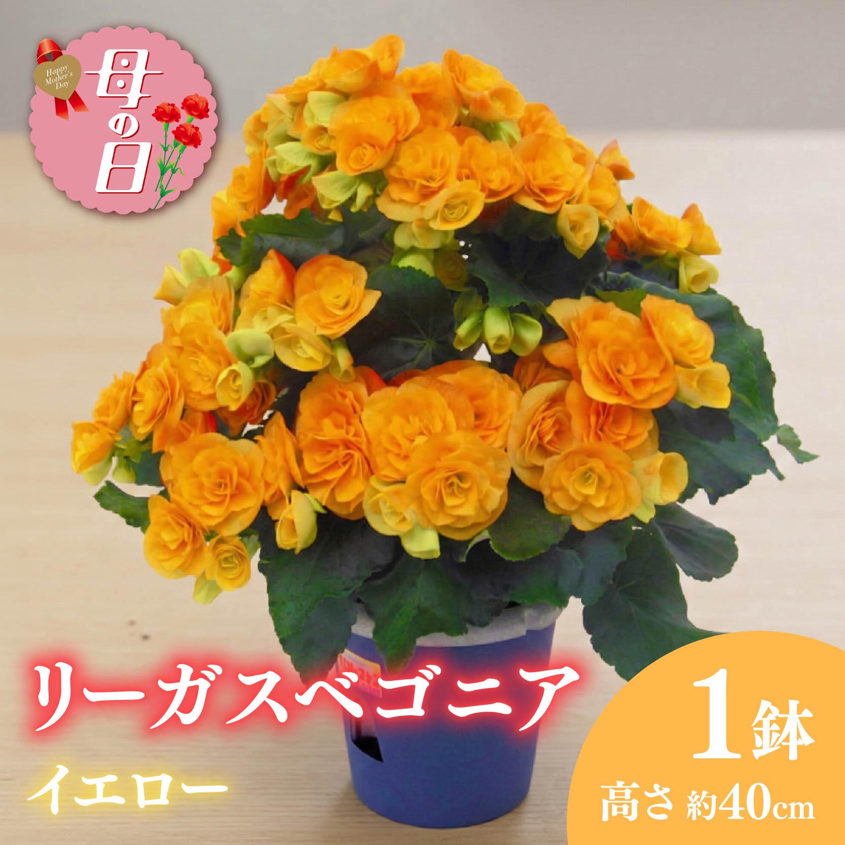 【ふるさと納税】 【先行予約】 母の日に！ リーガスベゴニア 鉢植え 5号 イエロー ギフト 贈答 プレゼント 母の日 花 2026年5月から順次発送 オンライン決済限定 静岡県 藤枝市