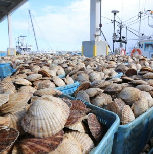 【緊急支援品】 朝どり 新鮮出荷 活ホタテ 特大 3kg前後(10枚前後)　北海道 野付産 食べ応え抜群 （ ほたて 帆立 ホタテ ほたて貝柱 ホタテ貝柱 帆立貝柱 ）