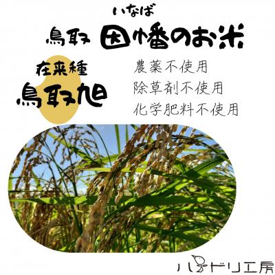 ふるさと納税 八頭町 【令和7年産新米】農家直送　自然栽培米「鳥取旭」5kg(精米)