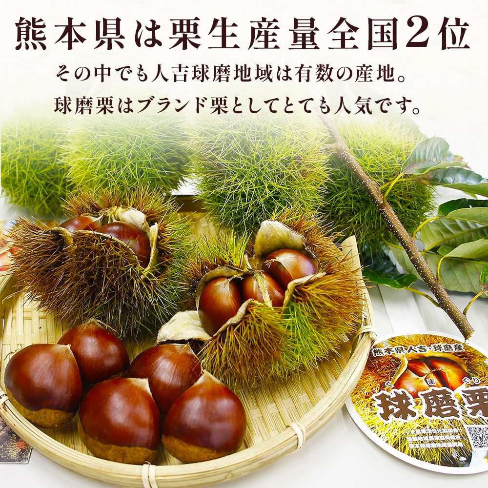 【2026年9月下旬から順次発送】JAくま 【球磨 栗】 2kg 先行予約 栗 くり 熊本県産 多良木町 くり マロン 和栗 旬 味覚 甘い ほっくり 山海の味覚 和 スイーツ フルーツ 果物 くだも