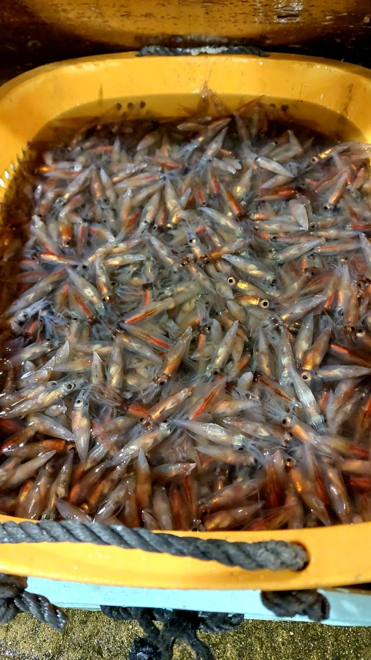 【2025年3月上旬以降発送】富山県産ボイルホタルイカ340g（酢みそ付）【棚辺水産】