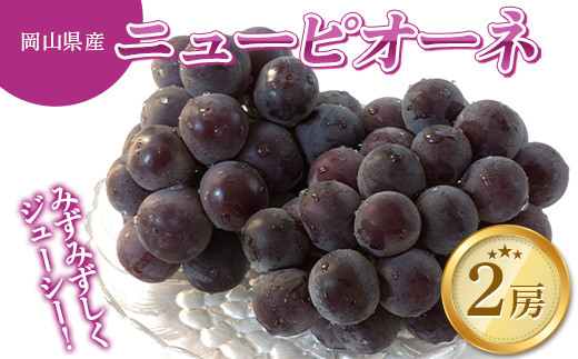 
            ＜岡山県産＞みずみずしくジューシー大粒 ニューピオーネ 2房セット (1～1.5kg)_ピオーネ 岡山産 大粒ぶどう 家庭用 フルーツギフト ぶどう ブドウ ニューピオーネ 種なし セット 果物 フルーツ 岡山県 津山市 送料無料【1433058】
          