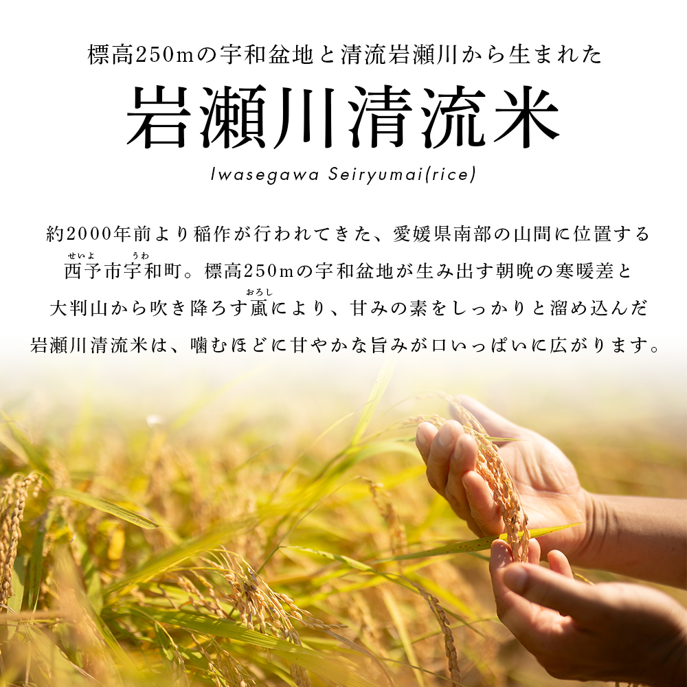＜令和8年産 新米 コシヒカリ 岩瀬川清流米 3kg＞ 3キロ こしひかり お米 コメ こめ 白米 精米 ご飯 穀物 鮮度 特産品 愛媛県産 西予市産 宇和町産 OTSUKAFARM 愛媛県 西予市