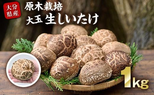 ＜先行予約受付中！2026年1月より発送開始予定＞原木栽培の大玉生しいたけ（1kg）九州産 大分県産 国産 しいたけ 椎茸 生椎茸 生シイタケ 生しいたけ 生しいたけ 生シイタケ 原木しいたけ 【FR03】【かやの椎茸屋】