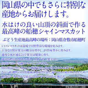 2026年予約受付中【2回定期便】 プレミアムシャインマスカット晴王 1房約700g 岡山県産 シャインマスカット