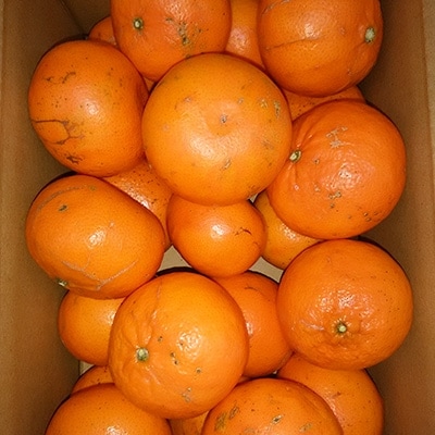 麗紅(れいこう)3kg(家庭用)(約15～25個)【1071868】