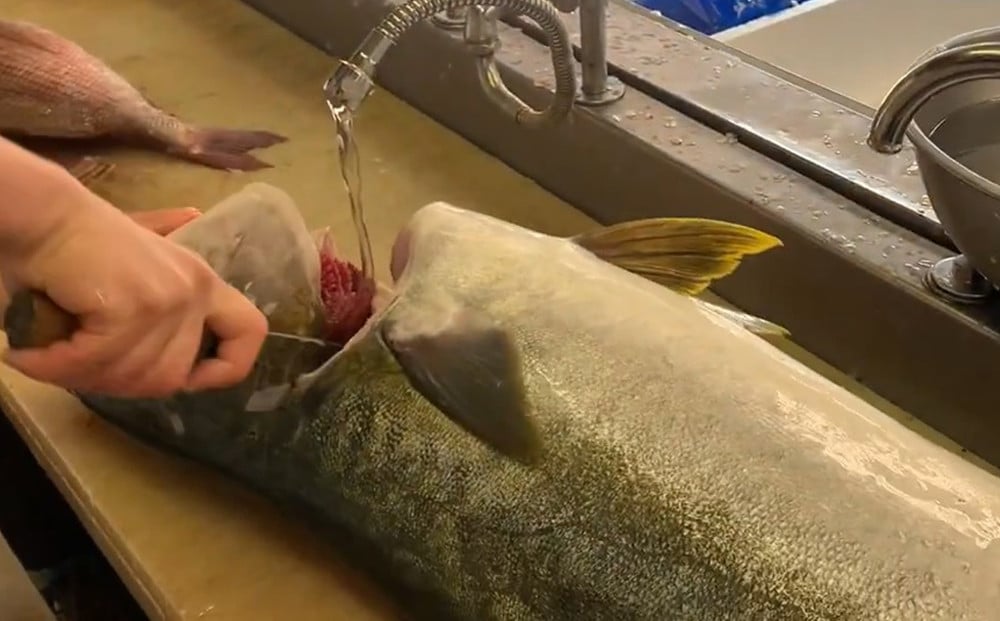 確かな技術で捌いてお届けします。