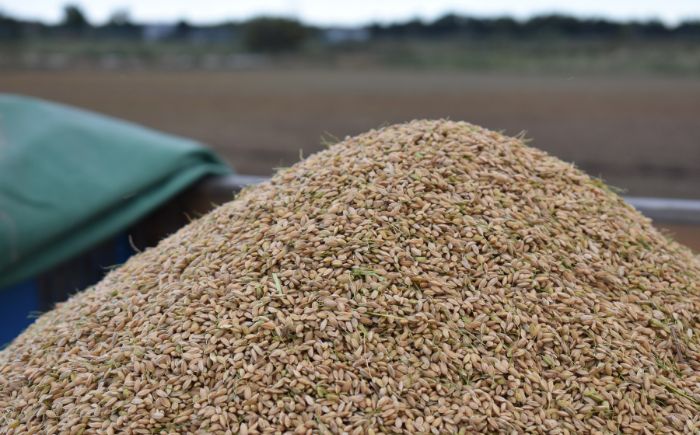 【令和7年産】 北海道米 食べ比べセット 10kg ゆめぴりか ななつぼし | 白米 お米 米 北海道産 コメ | 株式会社松原米穀 [BOCG063]