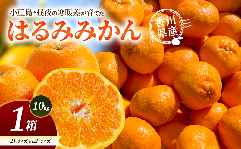 はるみみかん はるみ みかん 蜜柑 ミカン 10kg 1箱 2Lサイズ Lサイズ 小豆島 肥土山 香川県産 国産 柑橘 かんきつ 果物 フルーツ くだもの デザート おやつ ジュース スムージー まとめ買い お取り寄せ ギフト 贈答 香川県 土庄町