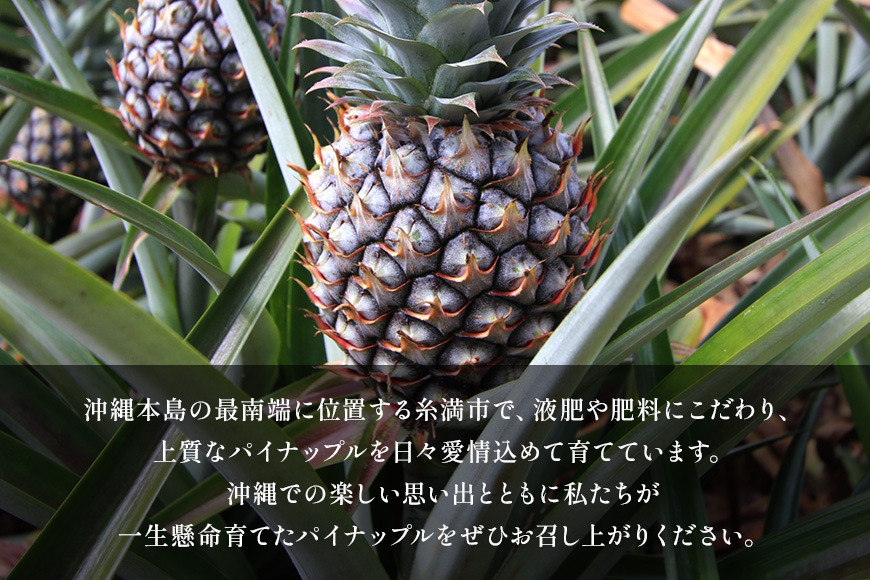 【先行予約 2026年発送】Nパイン2玉　自然の恵み詰まったパイナップル