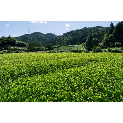 ふるさと納税 森町 上煎茶5種飲み比べセット(深山・ふくよ香・掛川茶・さえみどり・あさつゆ 各100g)【森町SF】 |  | 03