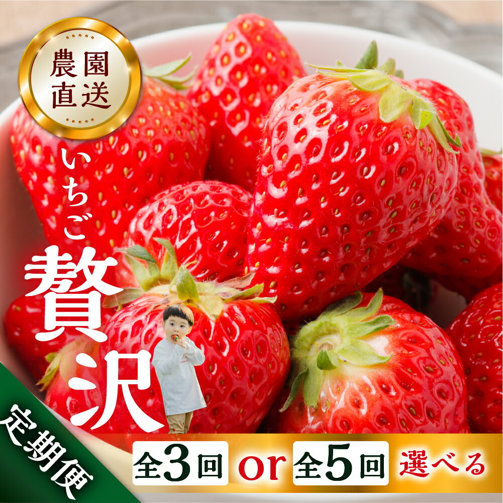【ふるさと納税】【定期便3回 or 5回】選べる いちご贅沢 定期便 紅ほっぺ 1kg ( 250g × 4p ) しあわせ苺 サイズ バラバラ 訳あり 訳アリ 含む 農園直送 [mt198] フルーツ 苺 イチゴ 人気 本巣市 果物 2026年 先行予約