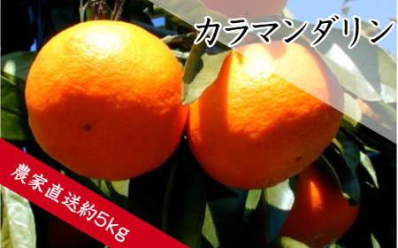 カラマンダリン（約5㎏）(B142-1）